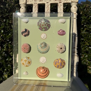 May include: A clear acrylic box displaying a collection of painted seashells and sea urchins on a light green background. The shells are decorated with various patterns and colors, including pink, purple, yellow, and orange. The box is sitting on a striped surface.