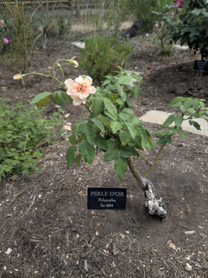Custom Engraved Metal Plant Markers, Weatherproof Laser Engraved Garden