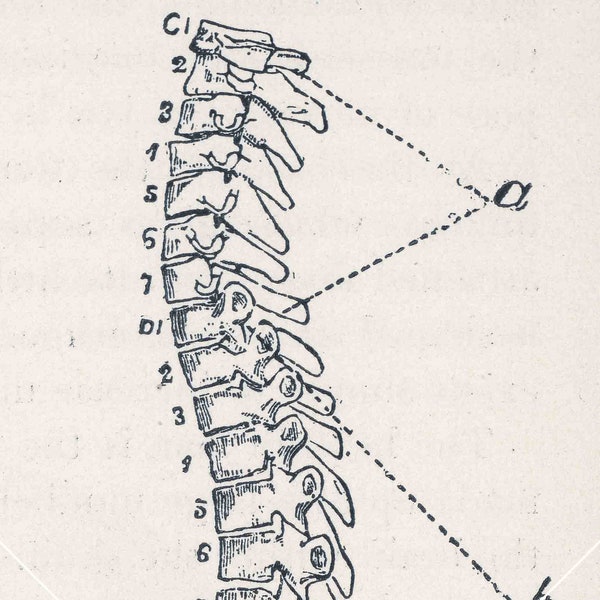 Human Spine Drawing Medical Journal Black and White Antique Vintage Photograph Illustration Instant Digital Download