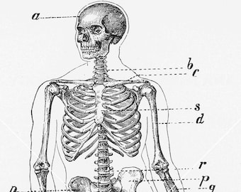 人間の骨格の描画 医学雑誌 白黒アンティーク ビンテージ写真イラスト