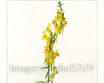 Yellow Vintage Botanical Flower Toad Flax Linaria Vulgaris Drawing Illustration Instant Digital Download Print - Mary Emily Eaton