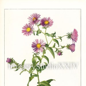 Pink Yellow Vintage Botanical Flower New England Aster Aster Novae Angliae Drawing Illustration Instant Digital Download Print- Mary E Eaton