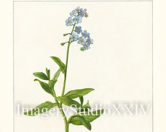 Blue Vintage Botanical Flower Forget Me Not Myosotis Scorpioides Drawing Illustration Instant Digital Download Print - Mary Emily Eaton