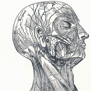 Human Head Zeichnung MedizinTagebuch Schwarz Weiß Antik Vintage Fotografie Instant Digital Download