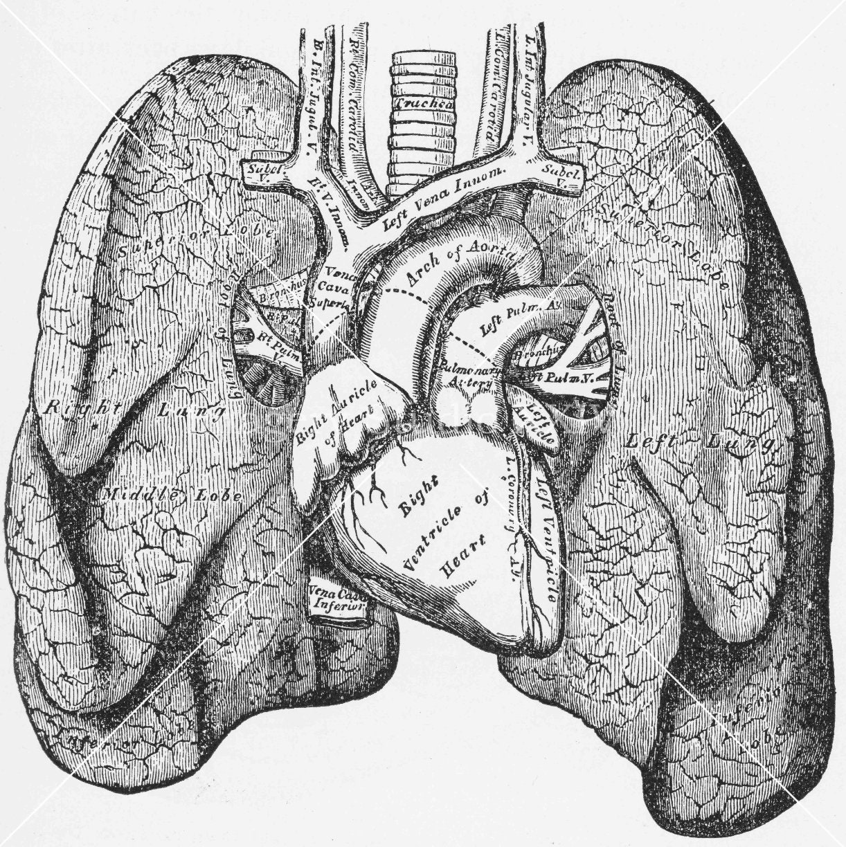 Human Heart Black And White Drawing