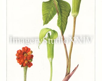 Red Vintage Botanical Flower Jack In The Pulpit Arisaema Triphyllum Drawing Illustration Instant Digital Download Print- Mary Emily Eaton