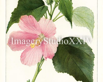 Pink Vintage Botanical Flower Swamp Rose Mallow Hibiscus Moscheutos Drawing Illustration Instant Digital Download Print - Mary Emily Eaton