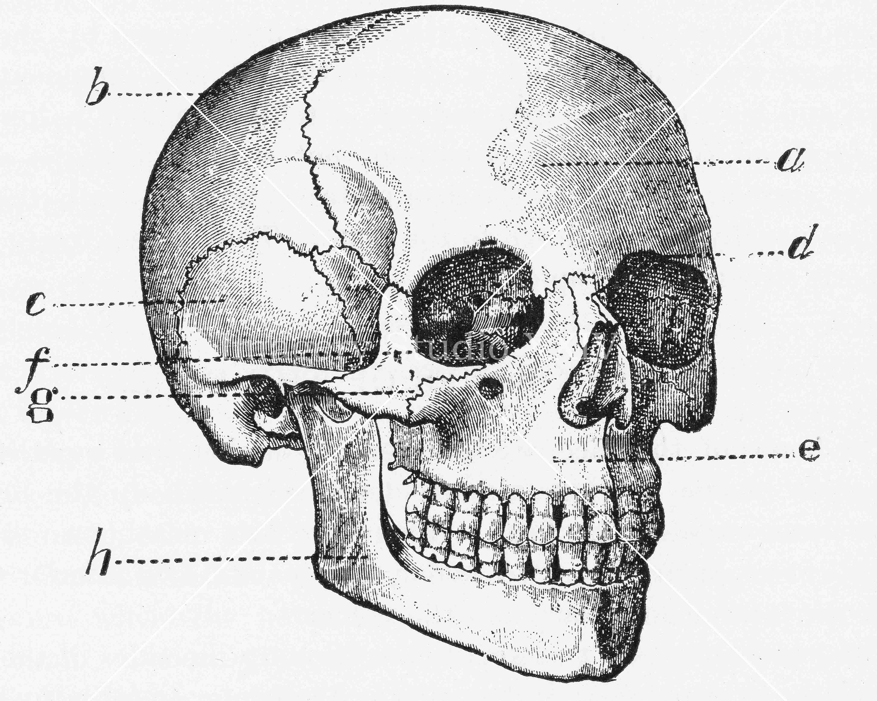 Human Skull Drawing Medical Journal Black and White Antique