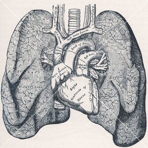 May include: A vintage anatomical illustration of the human heart and lungs. The heart is shown in detail, with the right and left ventricles, the right and left auricles, and the aorta. The lungs are shown with the right and left lobes.