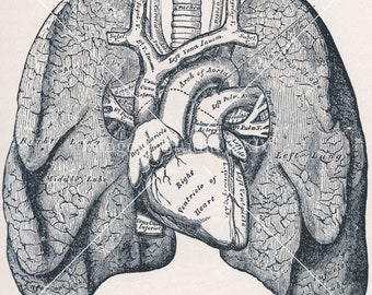 Corazón Humano Pulmones Dibujo Diario Médico Blanco y Negro Fotografía Vintage Antigua Ilustración Descarga Digital Instantánea