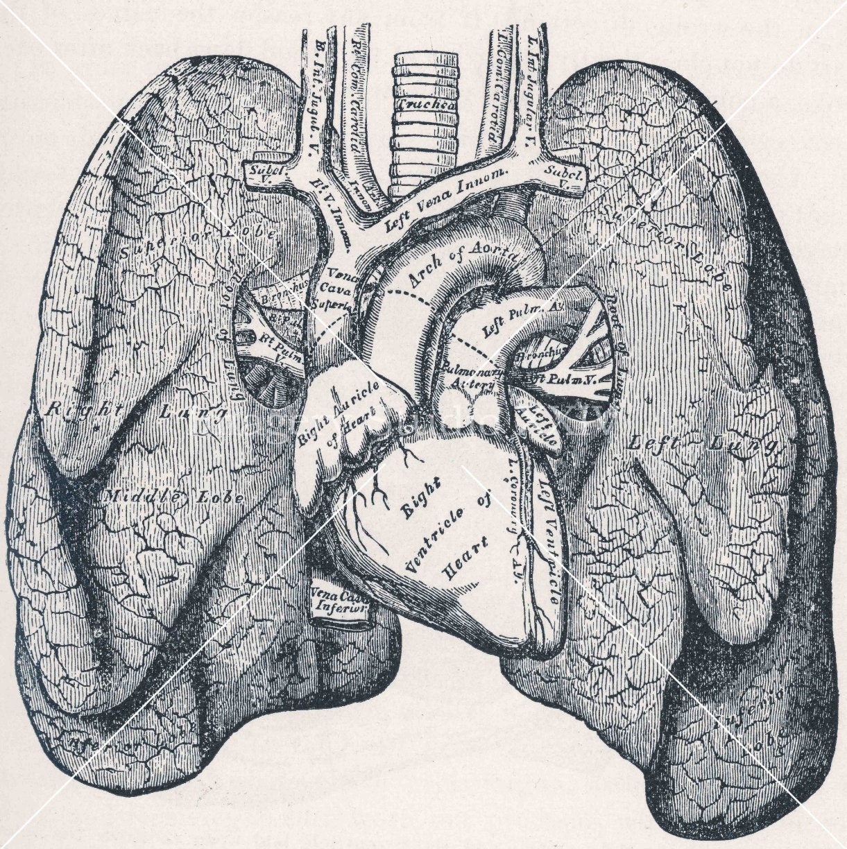 Human Heart Lungs Drawing Medical Journal Black and White - Etsy