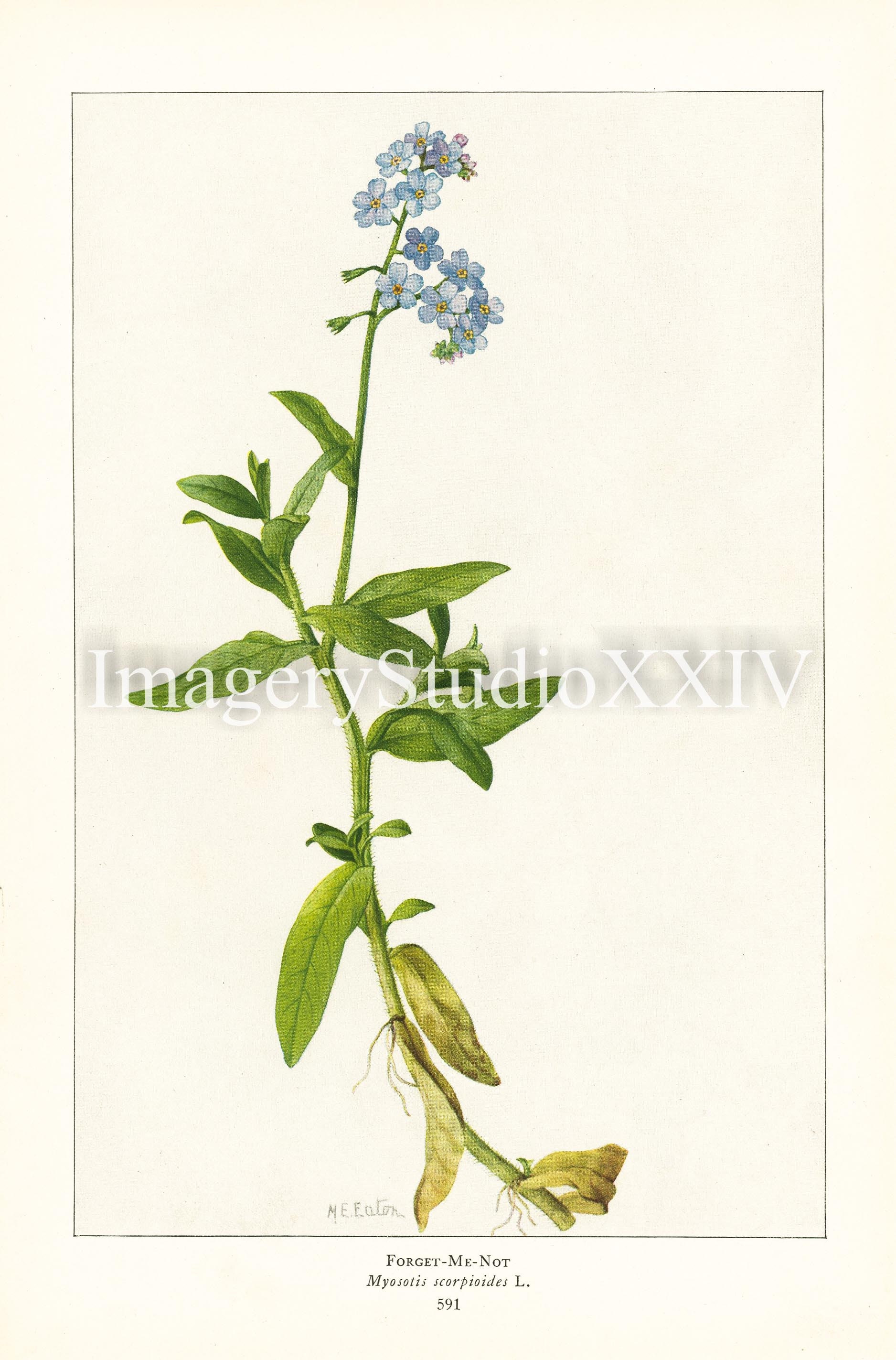 Blue Vintage Botanical Flower Forget Me Not Myosotis Etsy