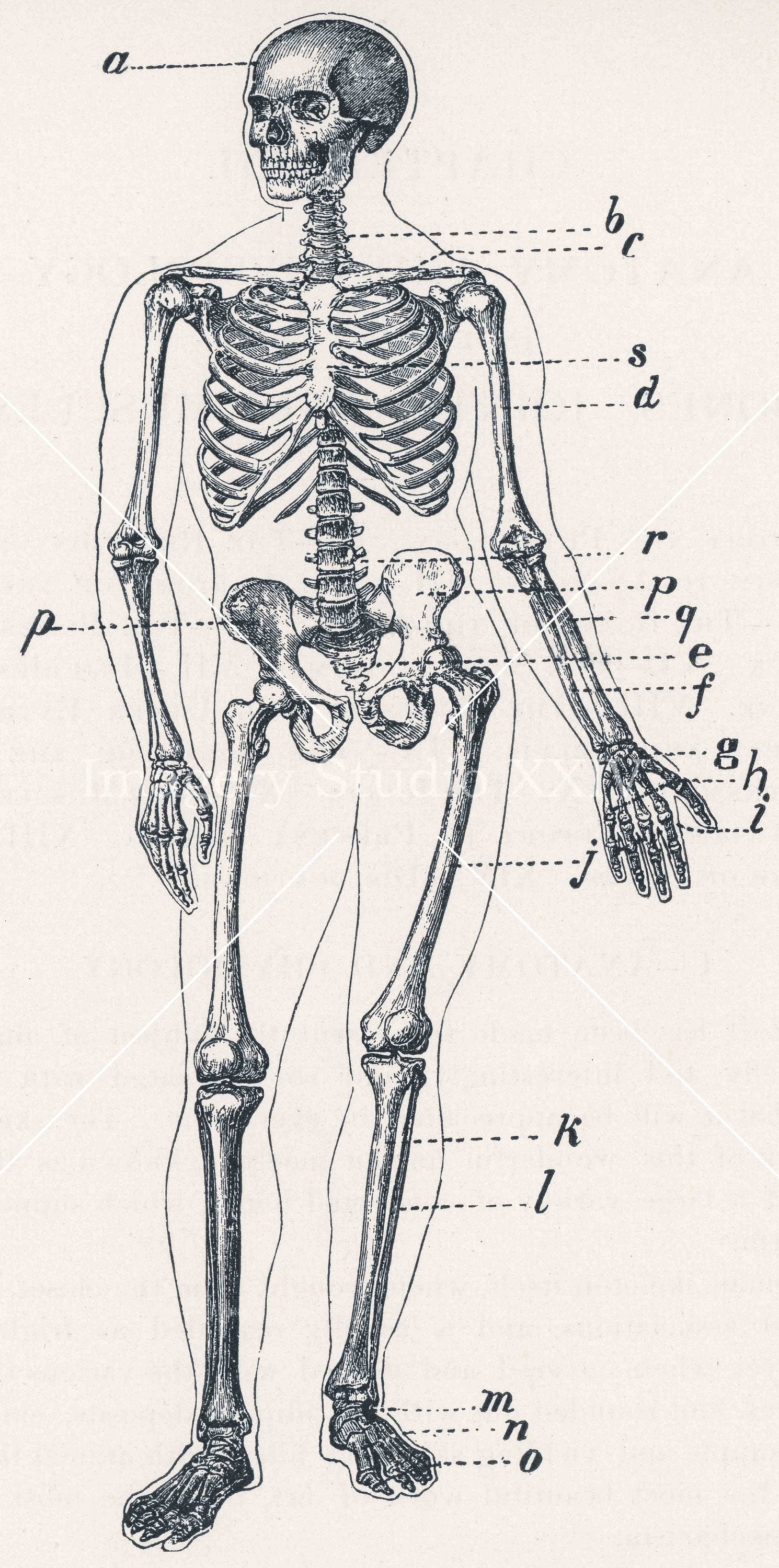 Gray human skeletal system art, Rhode Island School of Design Anatomy Human  skeleton Drawing, Gray sketch skeleton transparent background PNG clipart |  HiClipart
