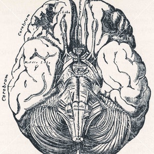 May include: A black and white anatomical illustration of the human brain, showing the cerebrum, cerebellum, and other parts of the brain.