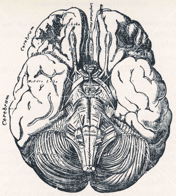 Human Brain Structure Cartoon Hand Draw Stock Vector (Royalty Free)  321622283 | Shutterstock