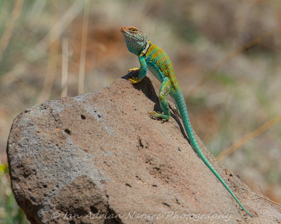 Eastern Collared Lizards 3 Image Collection Beautiful Reptile PHOTO