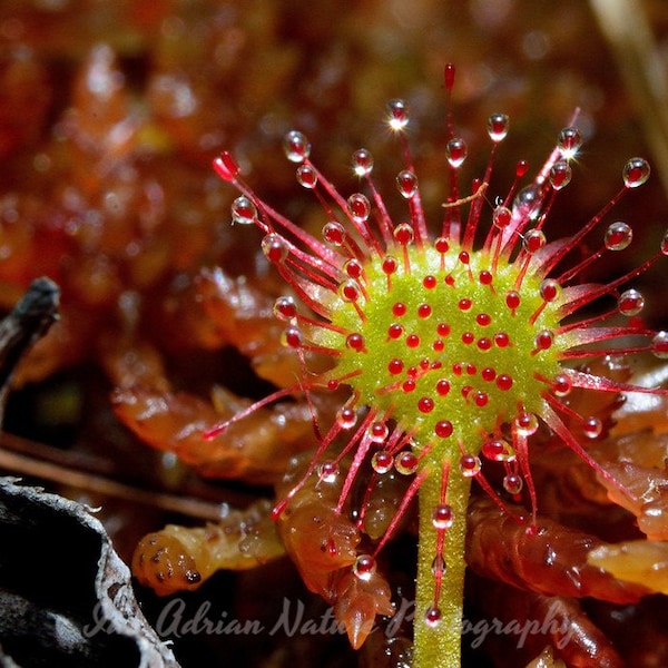 Sundew Carnivorous Plant Bog Nature Wetland Macro Photo Digital Download Flora Green Red Photography Swamp Pennsylvania Ecosystem Fine Art