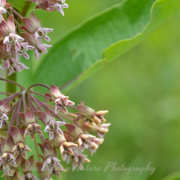 Asclépiade commune fleurs roses papillon monarque pollinisateur plante téléchargement de PHOTO numérique impression Nature photographie vert blanc Fine Art photo