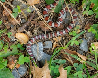 Eastern Milksnake Melkslang Reptielen Digitaal Bestand Kunst Foto Fotografie Natuur Dieren in het wild Reptielen Foto's Dier Download Rode Herp Slangen PA