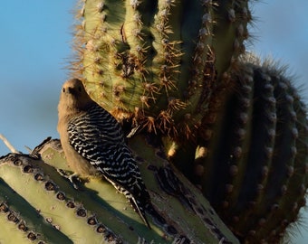 Gila Woodpecker Arizona Sonoran Desert Bird Green Beige Black Saguaro Cactus Nature Wildlife Animal Photo Print DIGITAL DOWNLOAD Southwest