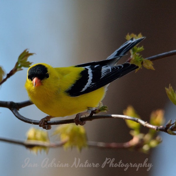 Goldfinch Finch Birds DIGITAL DOWNLOAD Stock File Photos Photography Singing Pics Wildlife Yellow Black Leaves Tree Animal Nature Fine Art