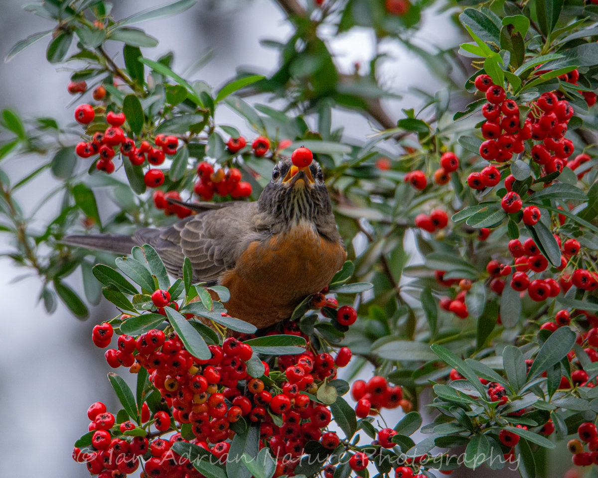 Can Dogs Eat Pyracantha Berries