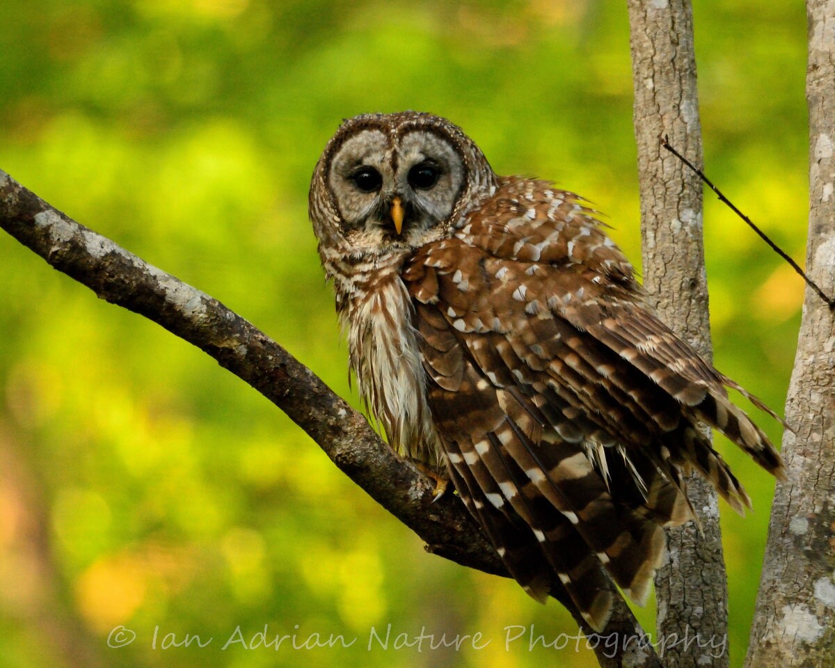 Beautiful Barred Owl Bird Photo DIGITAL DOWNLOAD Picture - Etsy