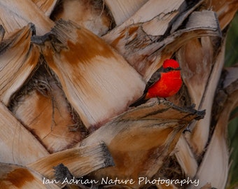 Vermilion Flycatcher Photo Prints 3 Images Digital Downloads Beautiful Bird Orange Black Birds Wildlife Nature Animal Arizona Photography AZ