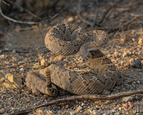 Pink rattlesnake deals jordans