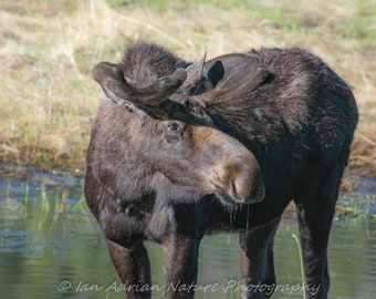 Prachtige Moose Bruin Beige Wildlife Foto DIGITALE DOWNLOAD Dier Natuur Zoogdier Foto Fotografie Colorado Fine Art Rocky Mountains Pic