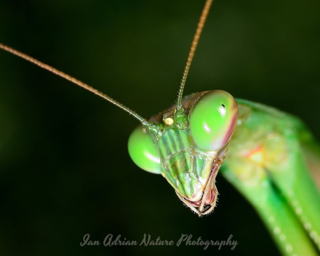 Praying Mantis Face Profile Insect Digital File Print Art Photo Green