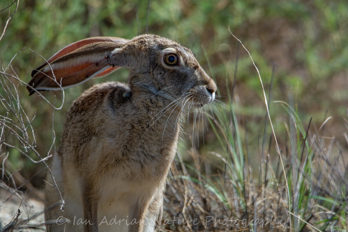 Jackrabbit Photo Print Jack Rabbit Bunny Desert Cute Animal - Etsy