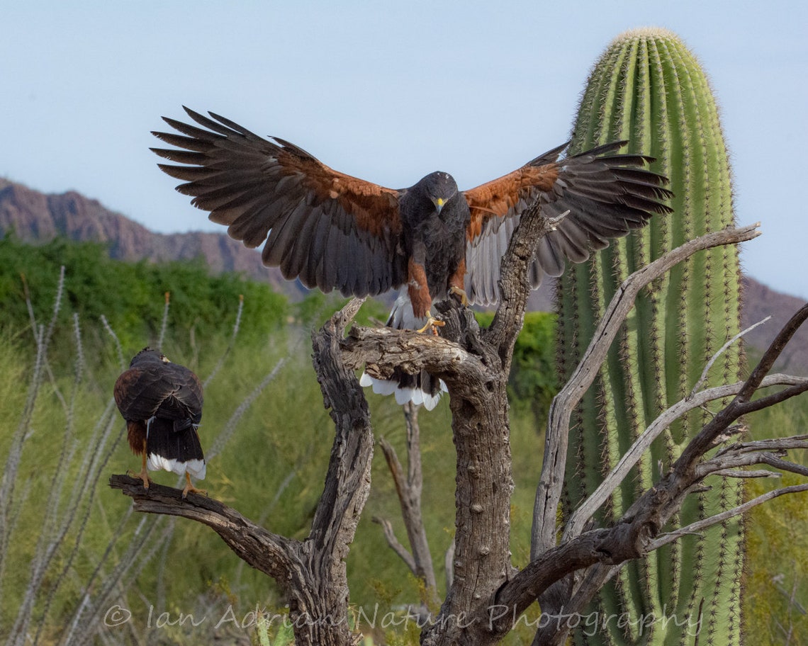 Raptors Series 3 Spectacular Photos Hawks Barn Owl Birds - Etsy