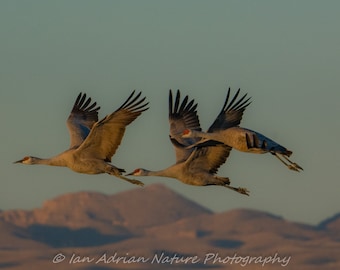 Sandhill Crane Digital Download 4 afbeeldingen Watervogel Wildlife Animal Flight Nature Outdoors Photography Art Pic Flying Arizona Display File