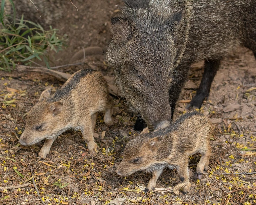 Javelina Mom and Babies Collared Peccary Photo Image DIGITAL DOWNLOAD