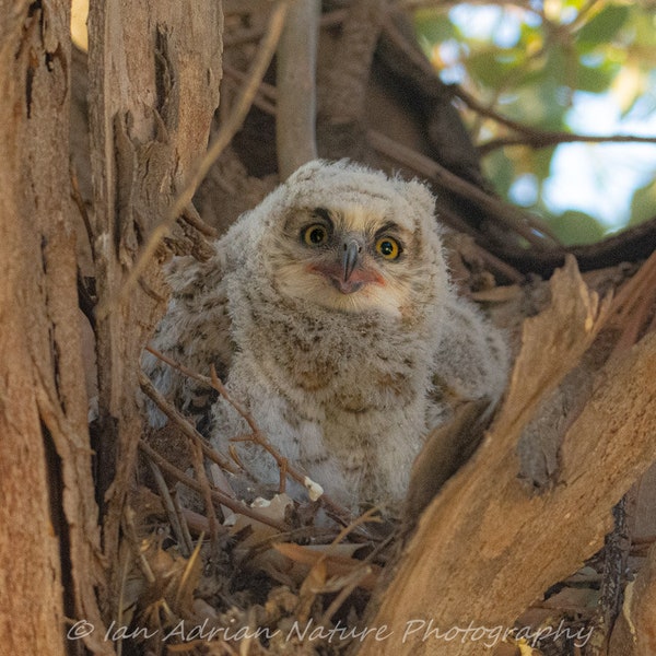 Owl Nest Picture - Etsy