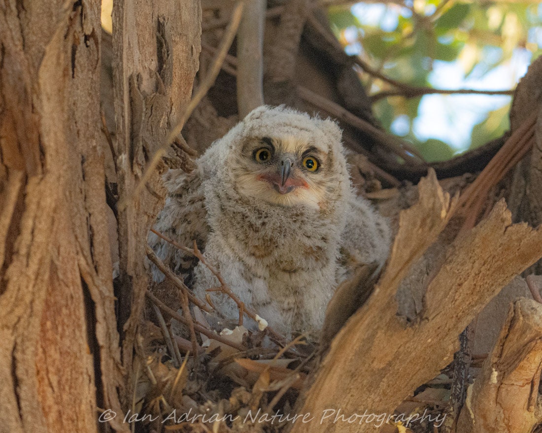 Great Horned Owl Baby Bird Photos 3 Images DIGITAL DOWNLOAD - Etsy
