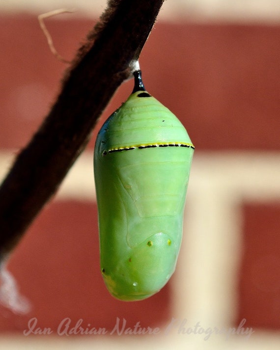 Monarch Butterfly Kits to Raise Baby Caterpillars into Butterflies – Monarch  Butterfly Life