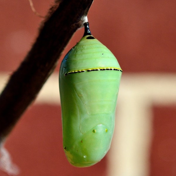 Monarch Butterfly Insect Chrysalis Pupa Life Cycle Digital File Art Stock Photos Photography Nature Pollinator Pic Pictures Downloads Green