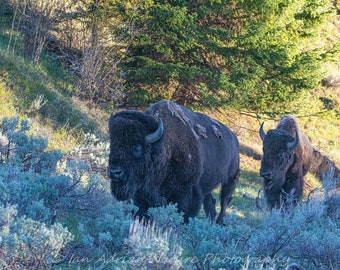 Bison Bulls Yellowstone National Park Wildlife Animals Digital Photo Print Image Nature Buffalo Photography Brown Green Forest Sunrise Art