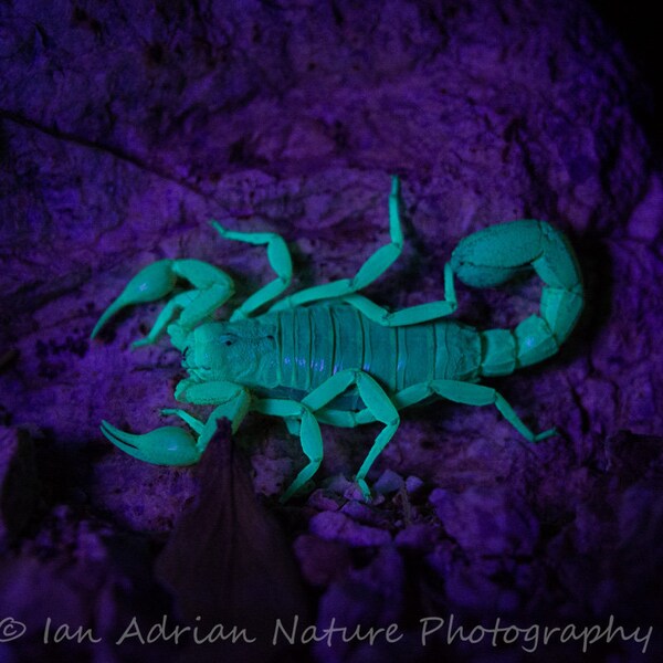 Stripe-Tailed Scorpion Under Backlight Arachnid Macro Nature Blue Black Purple Turquoise Bug Arizona Sonoran Desert Photo DIGITAL DOWNLOAD