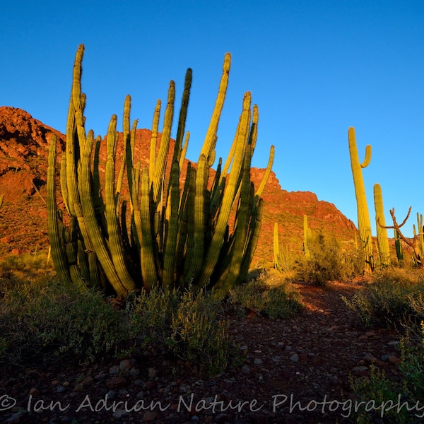 Beautiful Desert Landscape Saguaro Cactus Organ Pipe Cacti Southwest Arizona Sonoran Photo Print DOWNLOAD Green Orange Blue Sunset Nature AZ