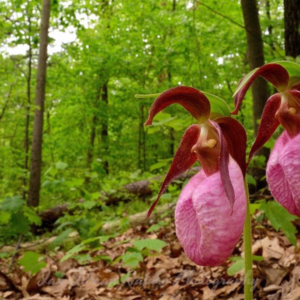 Pink Lady's Slipper Orchid Flower Wildflowers Plant Nature Forest Photo Digital Download File Flora Green Art Brown Photography Picture Tree