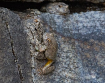 Canyon Treefrog Sonoran Desert Frogs PHOTO PRINT DOWNLOAD Amphibian Wildlife Nature Animal Arizona Herps Picture Gray Beige Camouflage Art