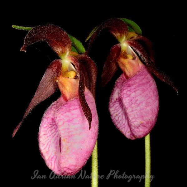 Pink Lady'S Slipper Orchid Plant Natuur Bos Foto DIGITALE DOWNLOAD Afbeelding Flora Groen Roze Zwart Fotografie Pennsylvania Ecosysteem Kunst