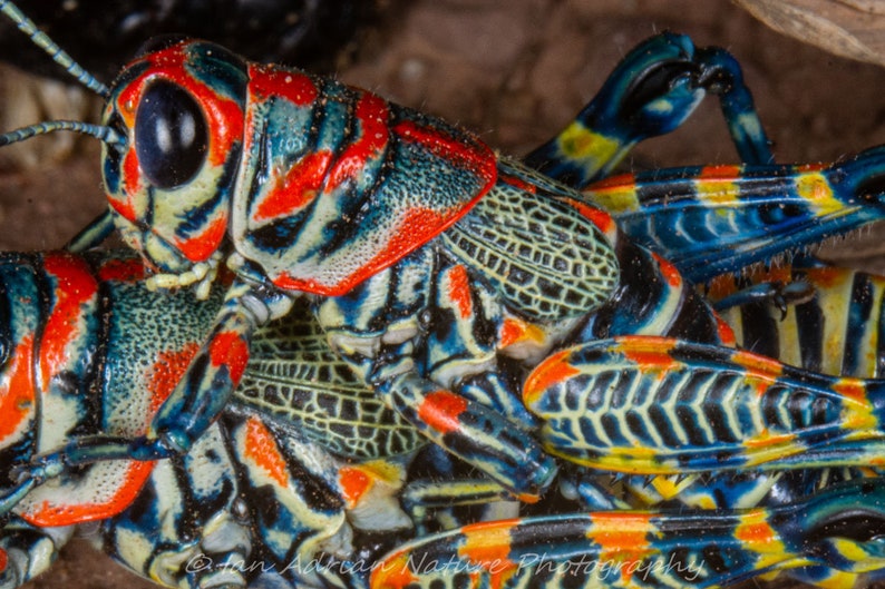 Regenboog Sprinkhanen Geschilderde Woestijn Sprinkhaan Insect Fotografie DIGITALE DOWNLOAD Print Natuur Insect Oranje Rood Blauw Geel Dieren in het wild Dier afbeelding 1