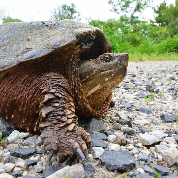 Snapping Turtle Profile DIGITAL DOWNLOAD Art Photo Perspective Nature Wildlife Reptile Pictures Green Brown Black Animal Herp Aquatic Image