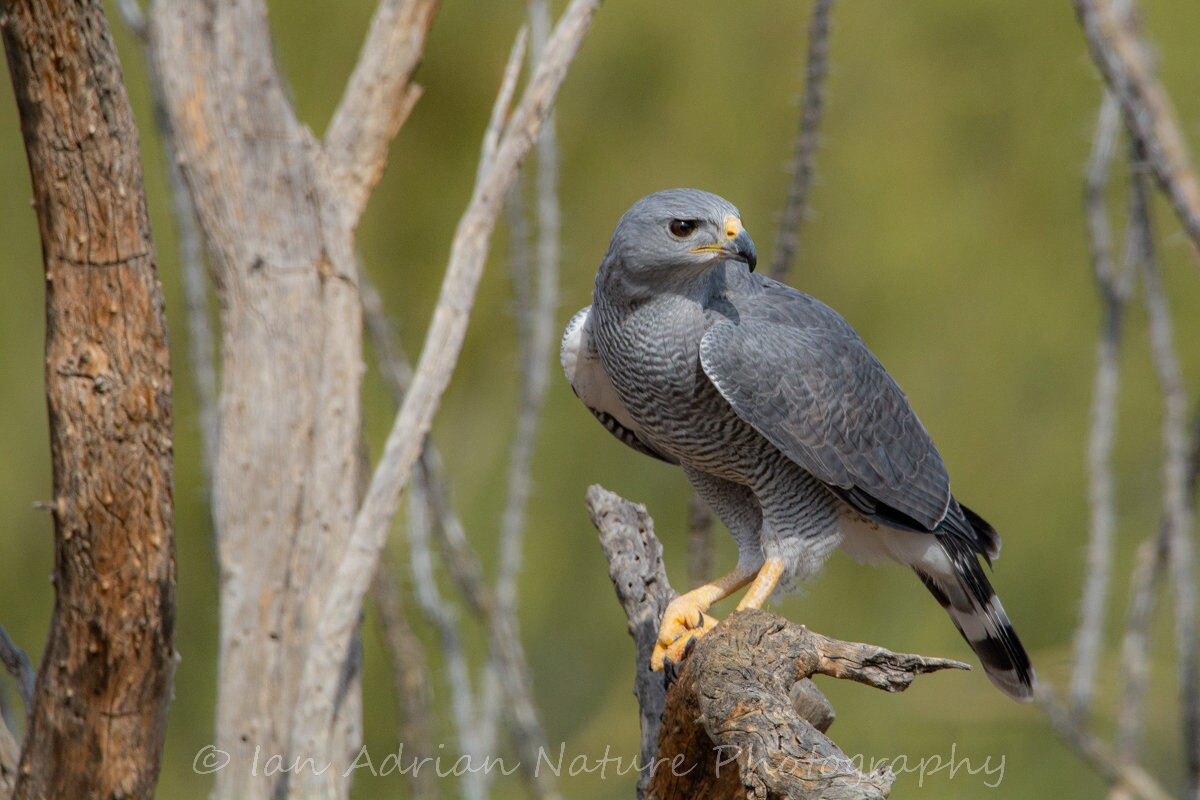 Raptors Series 3 Spectacular Photos Hawks Barn Owl Birds - Etsy