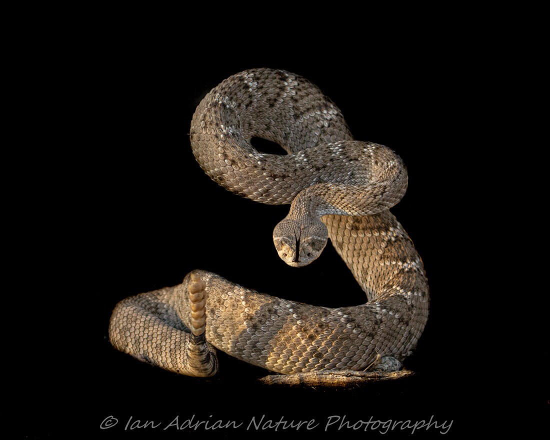 Western Diamondback Rattlesnake Drawing