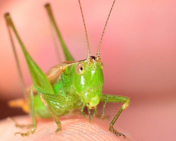 Green Grasshopper Grasshoppers Insect Close Up Face Digital Etsy